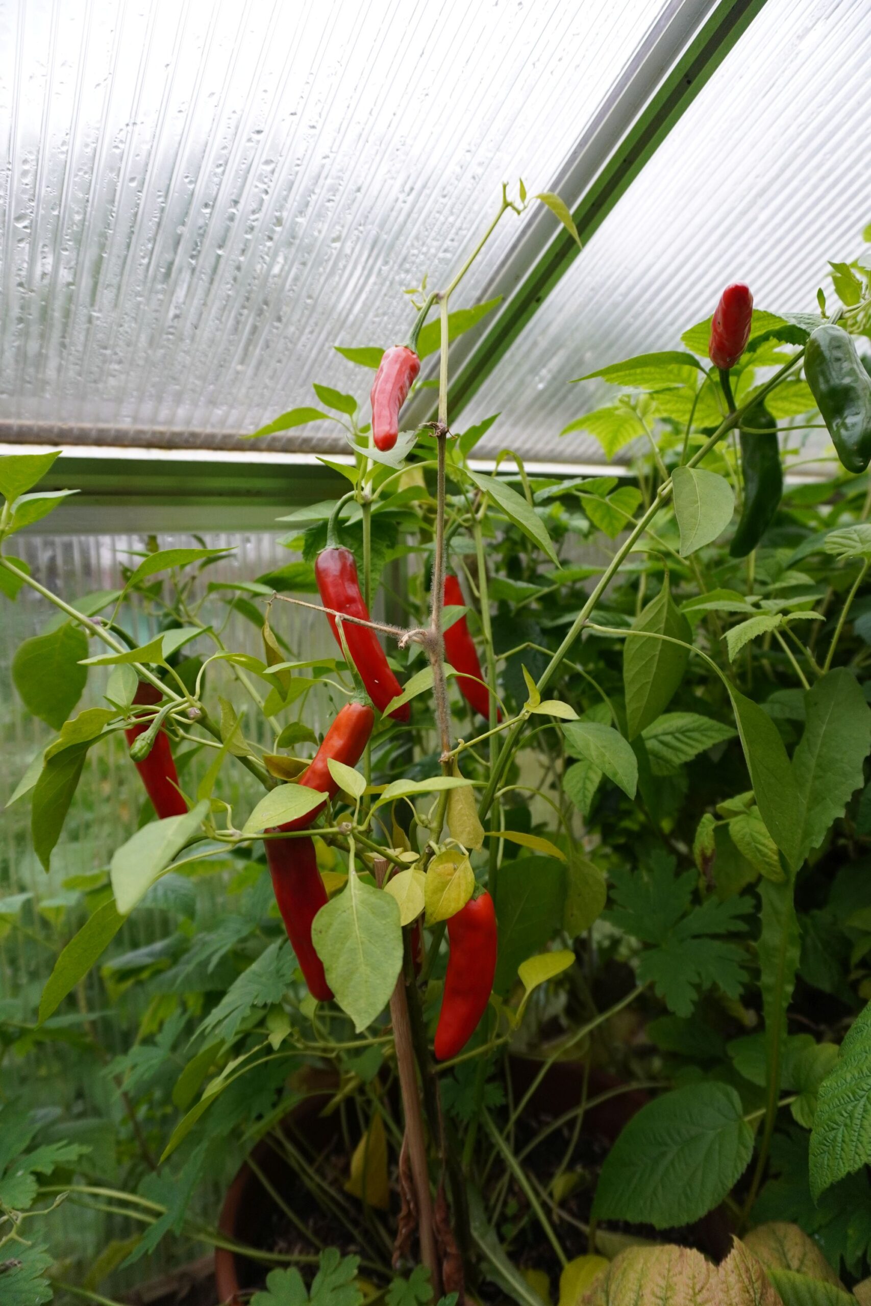 Chilipflanze für die ganzheitliche Nutzung von Chillies