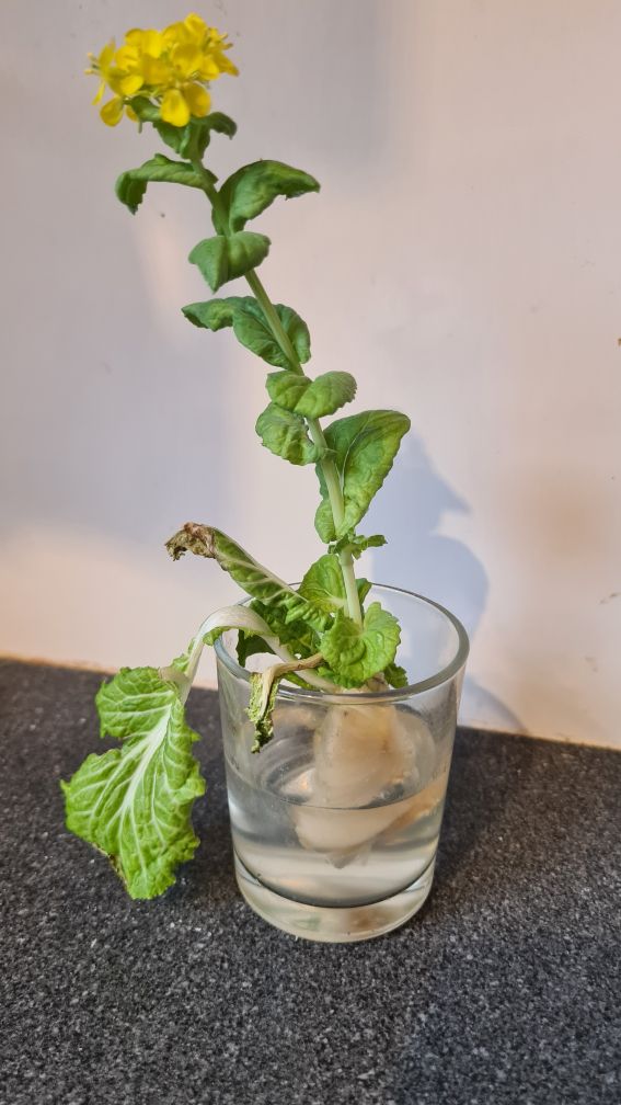 blühender Chinakohl für Microgreens