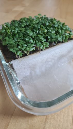 Chinakohl Microgreens auf Sand aus dem Kursangebot für Microgreens und Sprossen