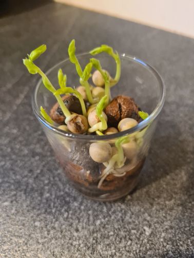 Erbsensprossen im Glas