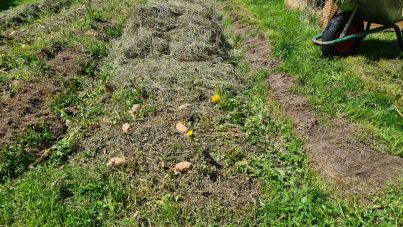 Heukartoffel ausgelegt. Das Bild zeigt den Abstand und das Heu