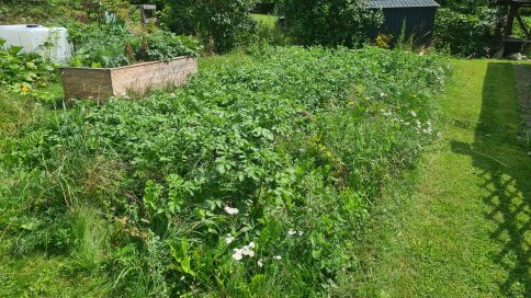 Das Bild zeigt die Heukartoffel kurz ver der Blüte mit den voll entwickelten Pflanzen