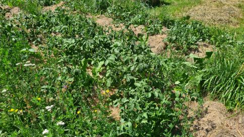 Das Bild zeigt die Kartoffelpflanzen vor dem Anhäufeln noch mit Unkraut