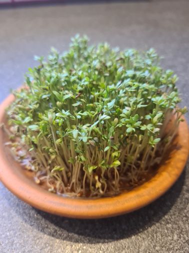Kresse im Tonuntersetzer fertig zum Verzehr
