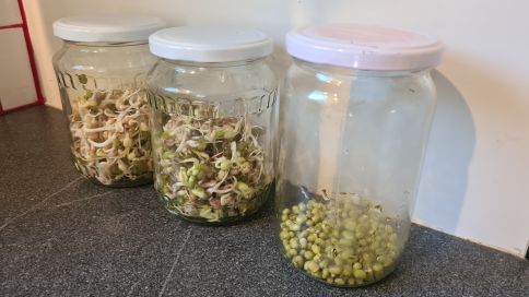 3 Gläser mit Sprossen