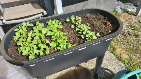 Das Bild zeigt ein Minihochbeet mit Radieschen, Tiny Bok Choi, Salat und Knoblauchgras