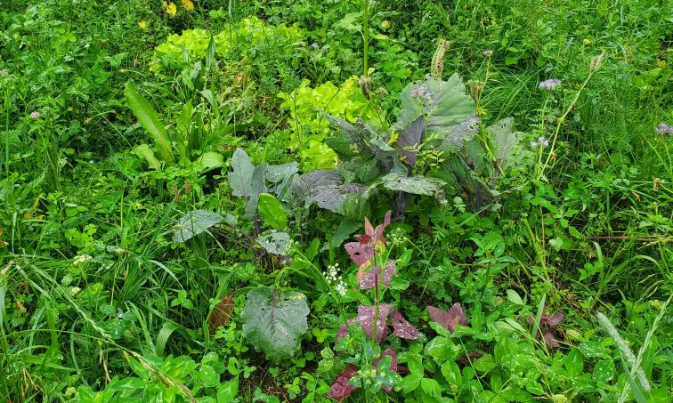 Unterschiedliche Gemüsekulturen im Beet im Satzanbau