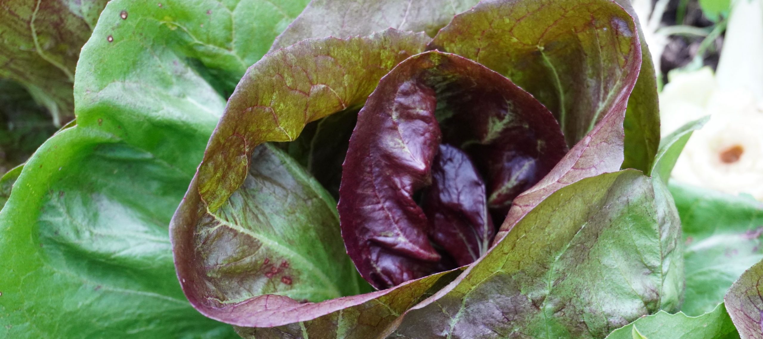 Radicchio_quer geschnitten_klein