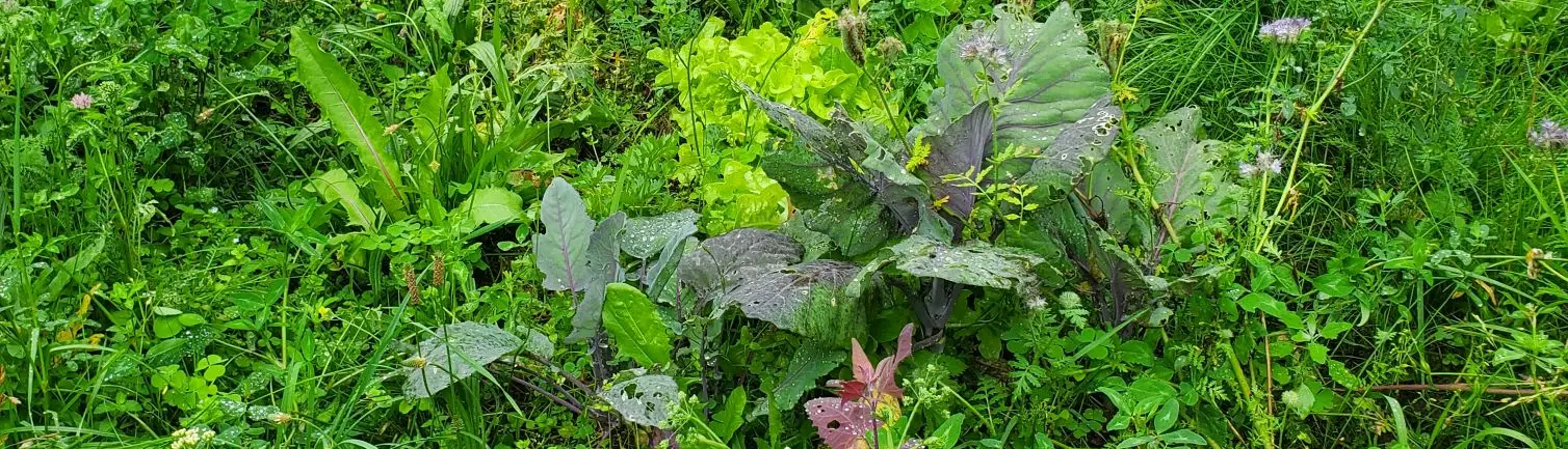 Ausschnitt aus einem Gemüsebeet mit Salat, Kohl und Melde