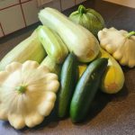 Jede Menge unterschiedliche Zucchini geerntet